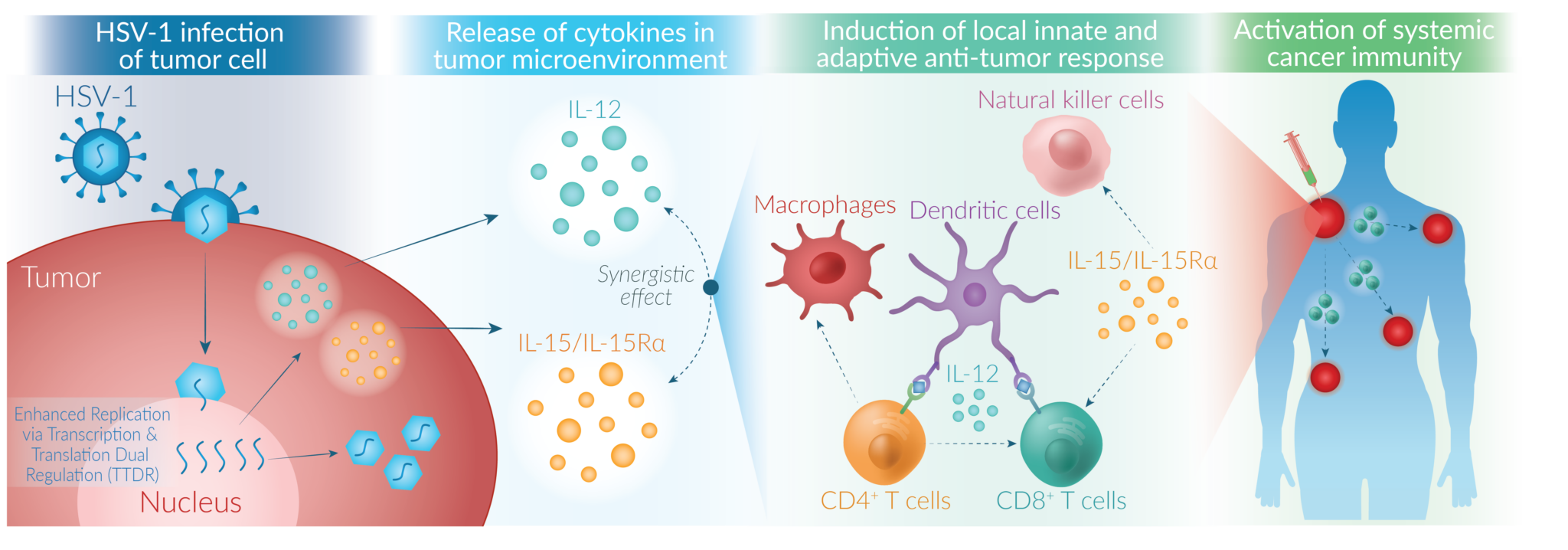 Oncolytic Virotherapy - Virogin